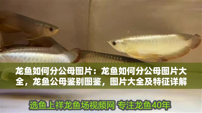 龍魚(yú)如何分公母圖片：龍魚(yú)如何分公母圖片大全，龍魚(yú)公母鑒別圖鑒，圖片大全及特征詳解