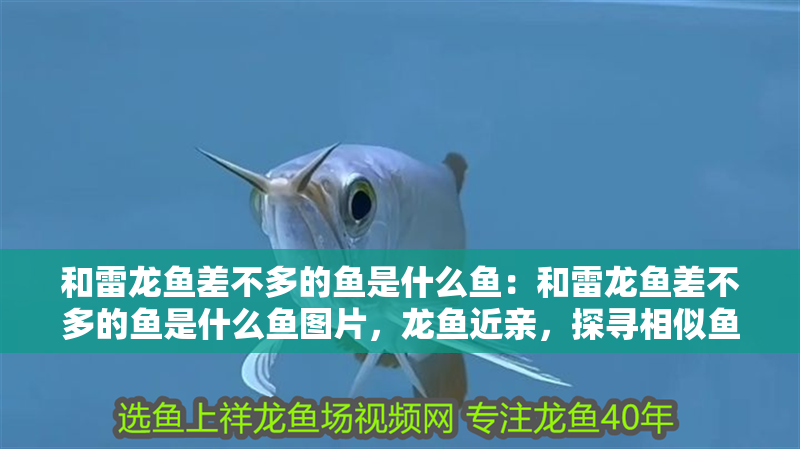 和雷龍魚差不多的魚是什么魚：和雷龍魚差不多的魚是什么魚圖片，龍魚近親，探尋相似魚類及
