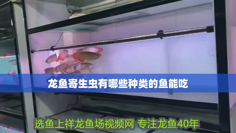 龍魚寄生蟲有哪些種類的魚能吃