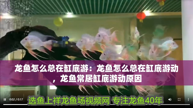 龍魚怎么總在缸底游：龍魚怎么總在缸底游動，龍魚常居缸底游動原因 龍魚怎么總在缸底游：龍魚怎么總在缸底游動，龍魚常居缸底游動原因 水族問答