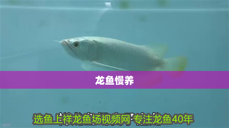 龍魚慢養 龍魚百科 第2張 龍魚慢養 龍魚慢養 龍魚百科 第2張