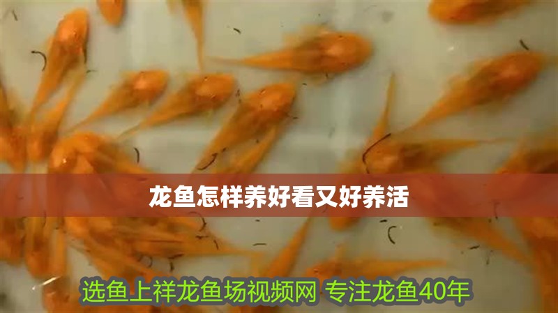 龍魚怎樣養好看又好養活 龍魚百科 第4張 龍魚怎樣養好看又好養活 龍魚怎樣養好看又好養活 龍魚百科 第4張