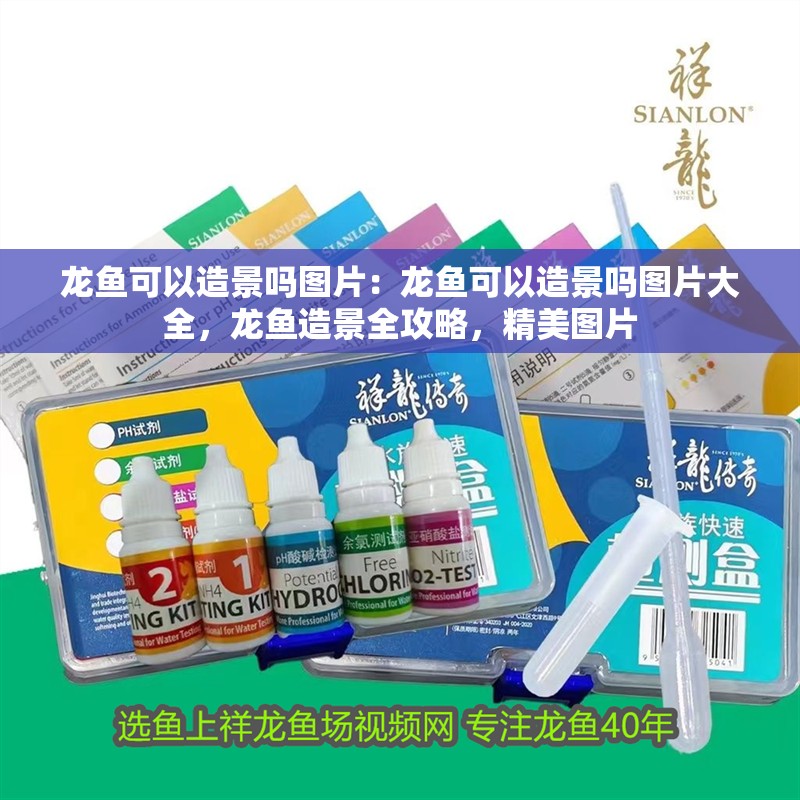 龍魚可以造景嗎圖片：龍魚可以造景嗎圖片大全，龍魚造景全攻略，精美圖片