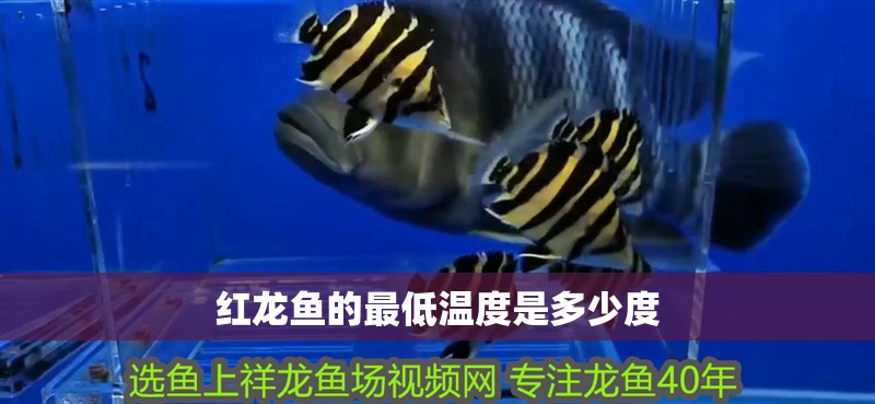 紅龍魚的最低溫度是多少度