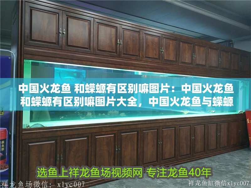 中國火龍魚 和蠑螈有區別嘛圖片：中國火龍魚 和蠑螈有區別嘛圖片大全，中國火龍魚與蠑螈的區別及
