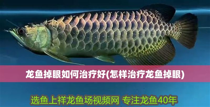 龍魚掉眼如何治療好(怎樣治療龍魚掉眼)