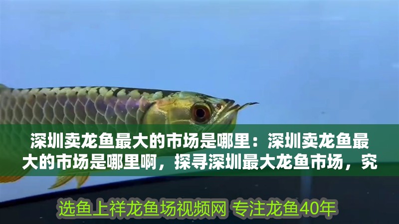 深圳賣龍魚最大的市場是哪里：深圳賣龍魚最大的市場是哪里啊，探尋深圳最大龍魚市場，究竟位于