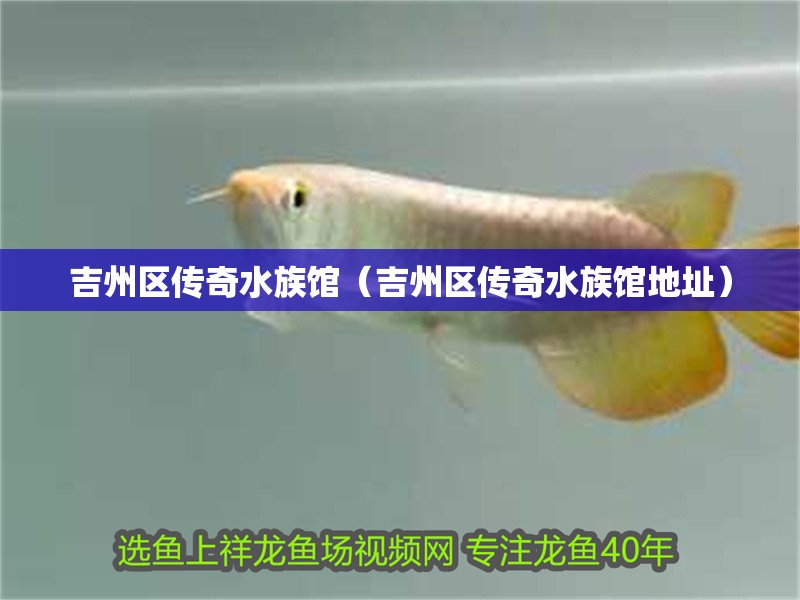 吉州區(qū)傳奇水族館（吉州區(qū)傳奇水族館地址）