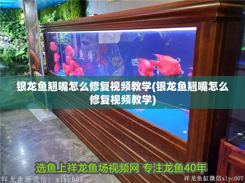 銀龍魚(yú)翹嘴怎么修復(fù)視頻教學(xué)(銀龍魚(yú)翹嘴怎么修復(fù)視頻教學(xué))