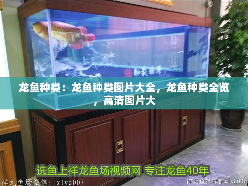 龍魚種類:龍魚種類圖片大全,龍魚種類全覽,高清圖片大 水族問答 龍魚種類:龍魚種類圖片大全,龍魚種類全覽,高清圖片大 龍魚種類:龍魚種類圖片大全,龍魚種類全覽,高清圖片大 水族問答