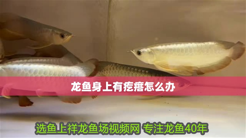 龍魚身上有疙瘩怎么辦