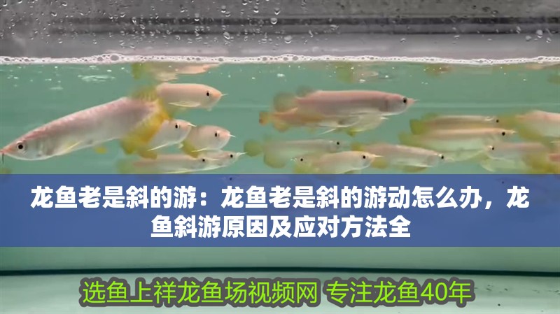 龍魚老是斜的游：龍魚老是斜的游動怎么辦，龍魚斜游原因及應對方法全
