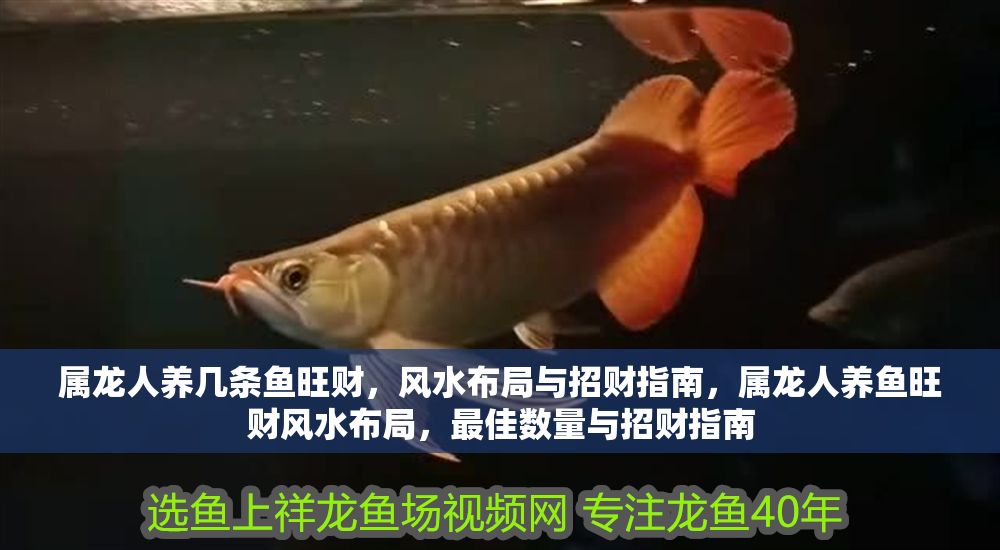 屬龍人養幾條魚旺財，風水布局與招財指南，屬龍人養魚旺財風水布局，最佳數量與招財指南