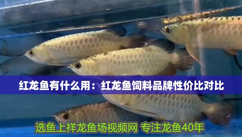 紅龍魚有什么用：紅龍魚飼料品牌性價(jià)比對(duì)比