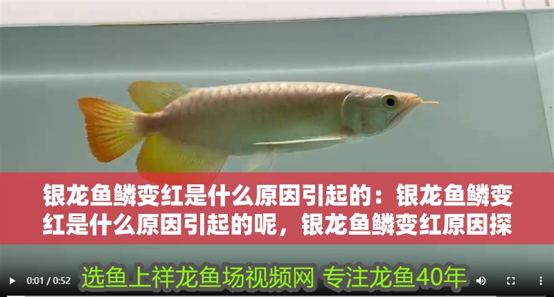 銀龍魚鱗變紅是什么原因引起的：銀龍魚鱗變紅是什么原因引起的呢，銀龍魚鱗變紅原因探究，究竟為何會出現這種情況？