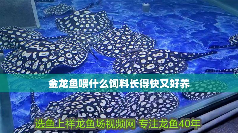 金龍魚喂什么飼料長得快又好養