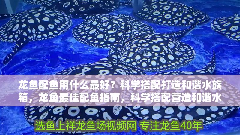 龍魚配魚用什么最好？科學(xué)搭配打造和諧水族箱，龍魚最佳配魚指南，科學(xué)搭配營造和諧水族環(huán)境