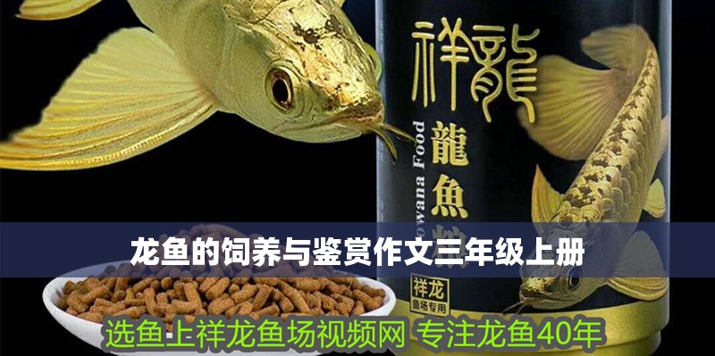 龍魚的飼養與鑒賞作文三年級上冊 龍魚的飼養與鑒賞作文三年級上冊 龍魚百科 第4張