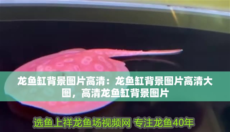 龍魚缸背景圖片高清：龍魚缸背景圖片高清大圖，高清龍魚缸背景圖片