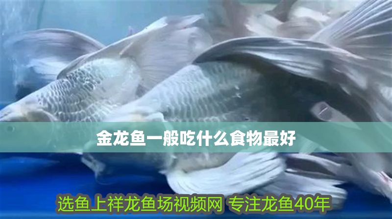金龍魚一般吃什么食物最好 金龍魚一般吃什么食物最好 龍魚百科 第2張