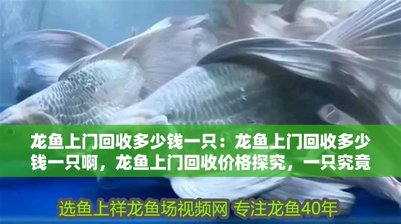 龍魚上門回收多少錢一只：龍魚上門回收多少錢一只啊，龍魚上門回收價格探究，一只究竟