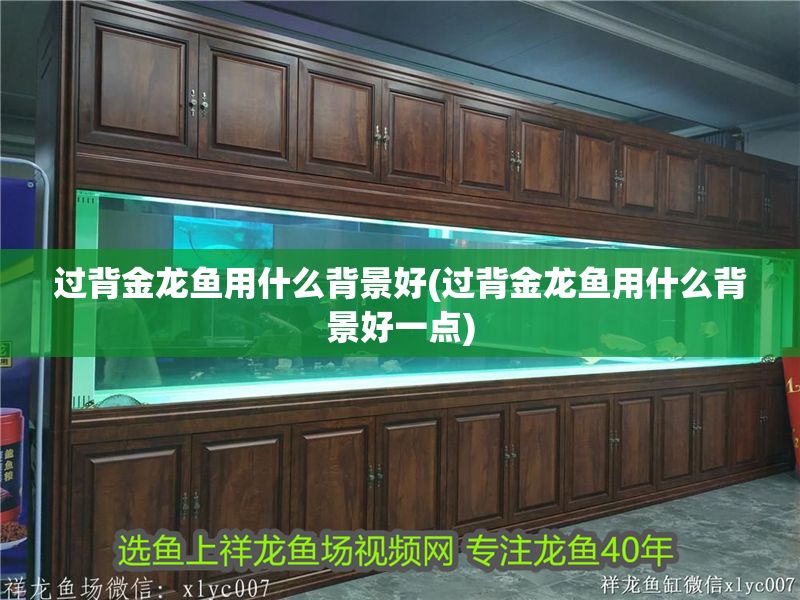 過背金龍魚用什么背景好(過背金龍魚用什么背景好一點) 過背金龍魚用什么背景好(過背金龍魚用什么背景好一點) 金龍魚百科 第1張