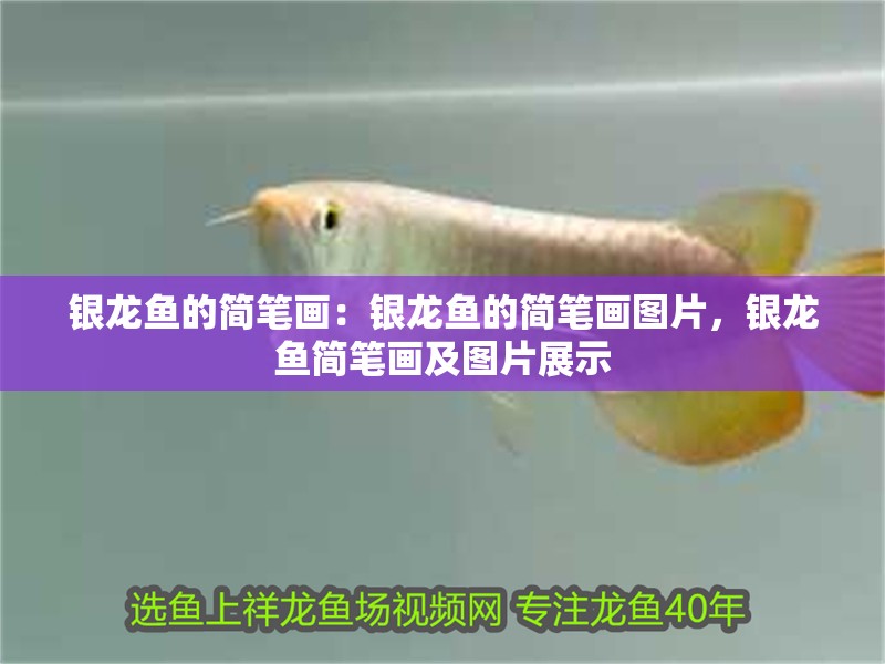 銀龍魚的簡筆畫：銀龍魚的簡筆畫圖片，銀龍魚簡筆畫及圖片展示