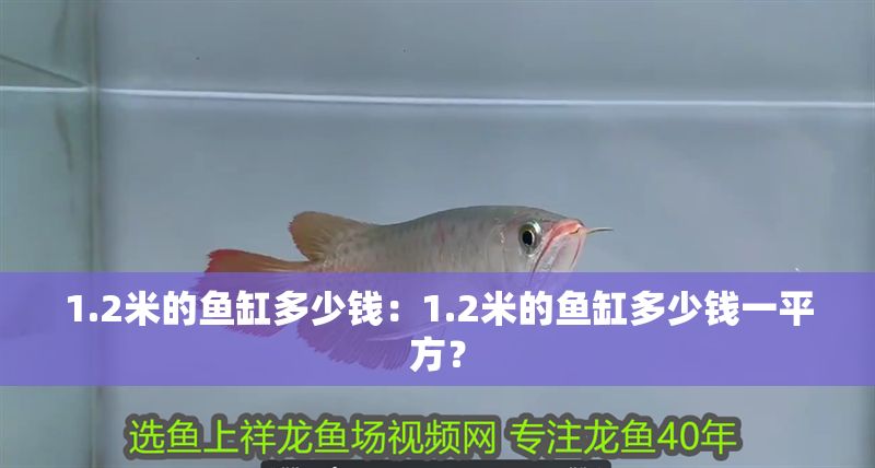 1.2米的魚缸多少錢：1.2米的魚缸多少錢一平方？