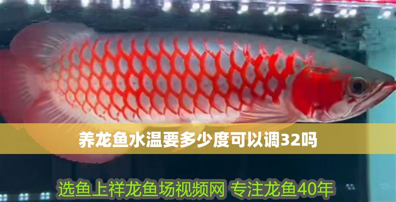 養龍魚水溫要多少度可以調32嗎