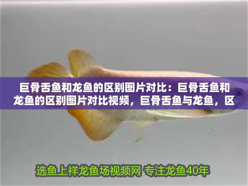 巨骨舌魚和龍魚的區別圖片對比：巨骨舌魚和龍魚的區別圖片對比視頻，巨骨舌魚與龍魚，區別對比圖、視頻全