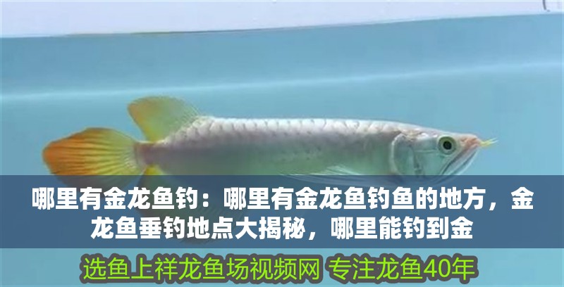 哪里有金龍魚釣：哪里有金龍魚釣魚的地方，金龍魚垂釣地點大揭秘，哪里能釣到金