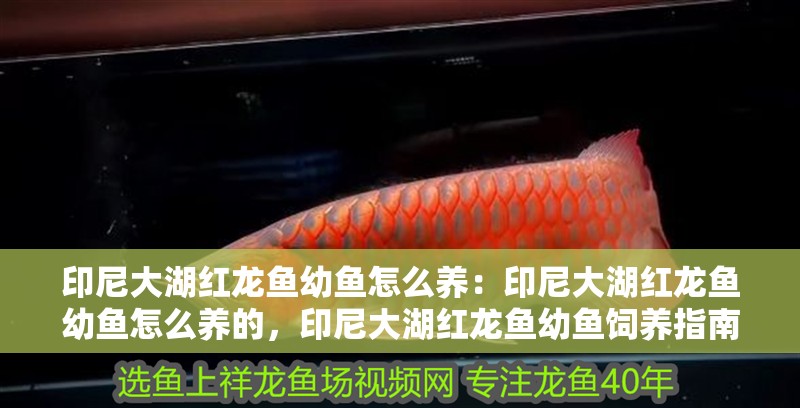 印尼大湖紅龍魚幼魚怎么養(yǎng)：印尼大湖紅龍魚幼魚怎么養(yǎng)的，印尼大湖紅龍魚幼魚飼養(yǎng)指南，從入門到 印尼大湖紅龍魚幼魚怎么養(yǎng)：印尼大湖紅龍魚幼魚怎么養(yǎng)的，印尼大湖紅龍魚幼魚飼養(yǎng)指南，從入門到 水族問答