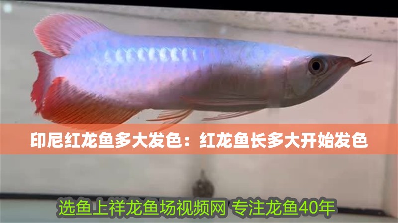 印尼紅龍魚多大發(fā)色：紅龍魚長多大開始發(fā)色