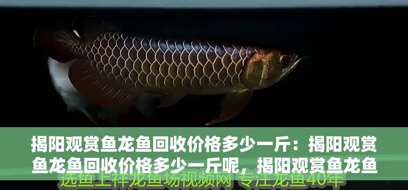揭陽觀賞魚龍魚回收價格多少一斤：揭陽觀賞魚龍魚回收價格多少一斤呢，揭陽觀賞魚龍魚回收價格探秘，一斤究竟值