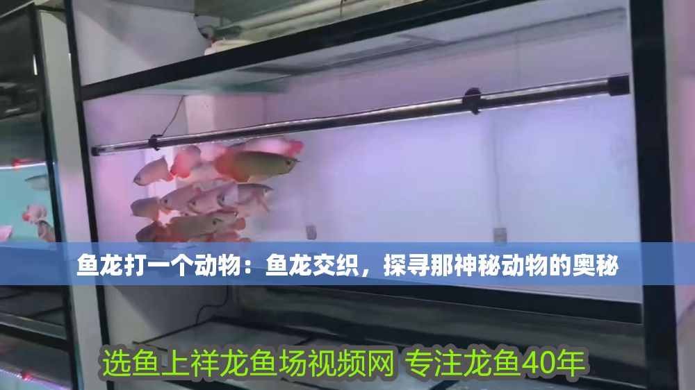 魚龍打一個動物：魚龍交織，探尋那神秘動物的奧秘