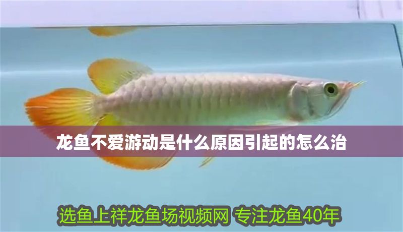 龍魚不愛游動是什么原因引起的怎么治