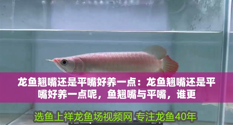 龍魚(yú)翹嘴還是平嘴好養(yǎng)一點(diǎn)：龍魚(yú)翹嘴還是平嘴好養(yǎng)一點(diǎn)呢，魚(yú)翹嘴與平嘴，誰(shuí)更 龍魚(yú)翹嘴還是平嘴好養(yǎng)一點(diǎn)：龍魚(yú)翹嘴還是平嘴好養(yǎng)一點(diǎn)呢，魚(yú)翹嘴與平嘴，誰(shuí)更 水族問(wèn)答