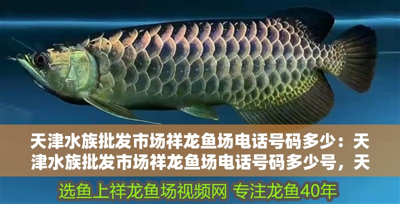 天津水族批發(fā)市場祥龍魚場電話號碼多少：天津水族批發(fā)市場祥龍魚場電話號碼多少號，天津水族批發(fā)市場祥龍魚場電話號碼