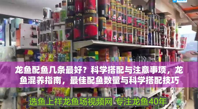 龍魚配魚幾條最好？科學搭配與注意事項，龍魚混養指南，最佳配魚數量與科學搭配技巧 龍魚配魚幾條最好？科學搭配與注意事項，龍魚混養指南，最佳配魚數量與科學搭配技巧 龍魚百科 第1張