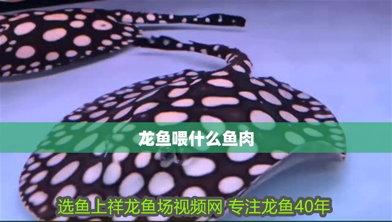 龍魚喂什么魚肉