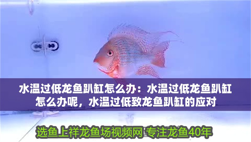 水溫過(guò)低龍魚(yú)趴缸怎么辦：水溫過(guò)低龍魚(yú)趴缸怎么辦呢，水溫過(guò)低致龍魚(yú)趴缸的應(yīng)對(duì)