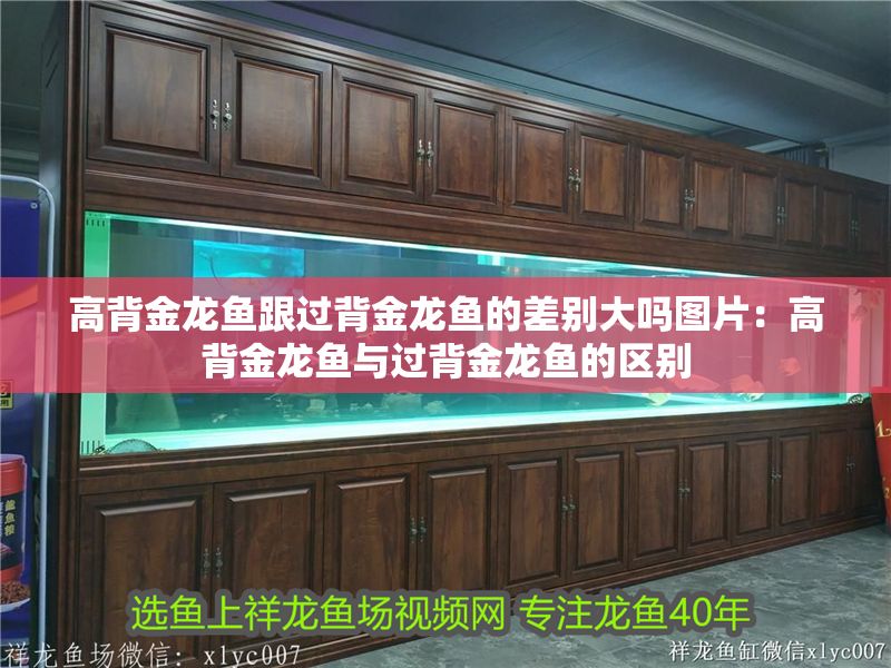 高背金龍魚跟過背金龍魚的差別大嗎圖片：高背金龍魚與過背金龍魚的區別 高背金龍魚跟過背金龍魚的差別大嗎圖片：高背金龍魚與過背金龍魚的區別 金龍魚百科 第1張