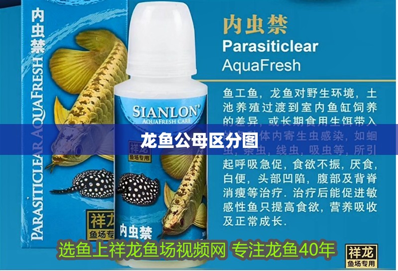 龍魚公母區(qū)分圖