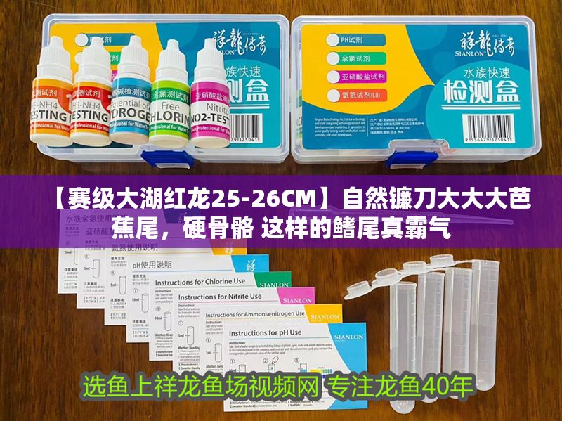 【賽級大湖紅龍25-26CM】自然鐮刀大大大芭蕉尾，硬骨骼 這樣的鰭尾真霸氣
