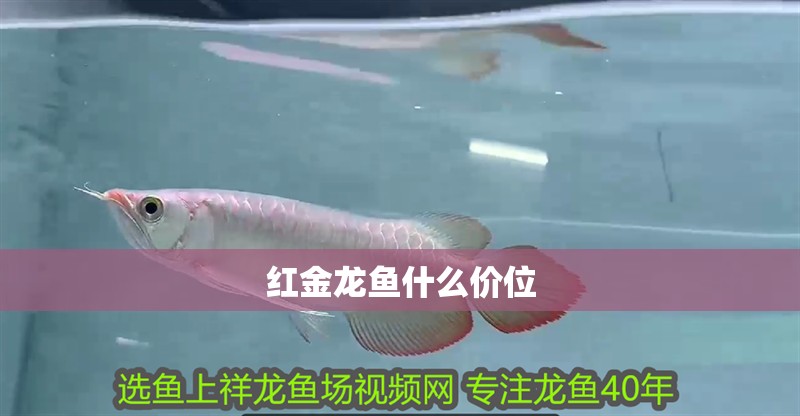 紅金龍魚什么價位