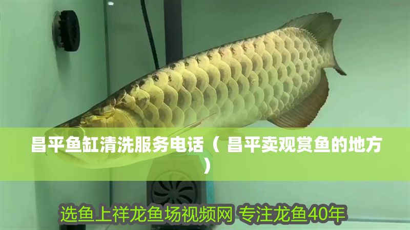 昌平魚缸清洗服務(wù)電話（ 昌平賣觀賞魚的地方）