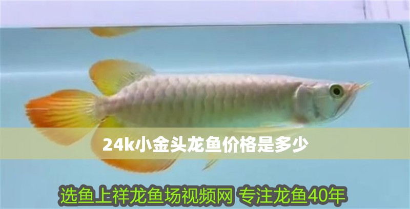 24k小金頭龍魚價格是多少