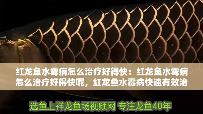 紅龍魚水霉病怎么治療好得快：紅龍魚水霉病怎么治療好得快呢，紅龍魚水霉病快速有效治療方法 紅龍魚水霉病怎么治療好得快：紅龍魚水霉病怎么治療好得快呢，紅龍魚水霉病快速有效治療方法 水族問答