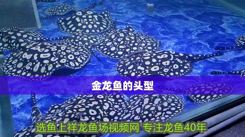 金龍魚的頭型