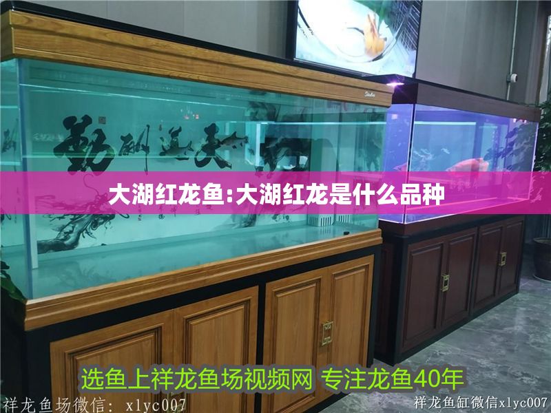 大湖紅龍魚:大湖紅龍是什么品種
